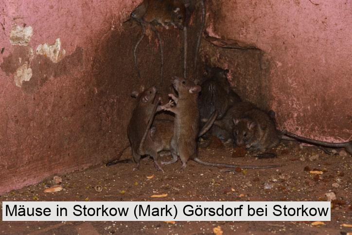 Mäuse in Storkow (Mark) Görsdorf bei Storkow